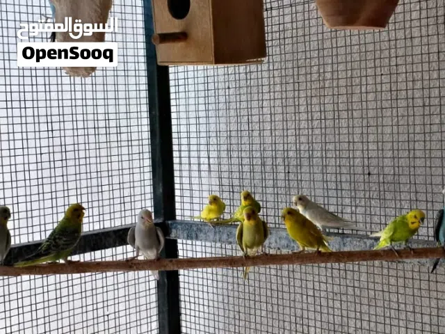 طيور مع القفص للبيع