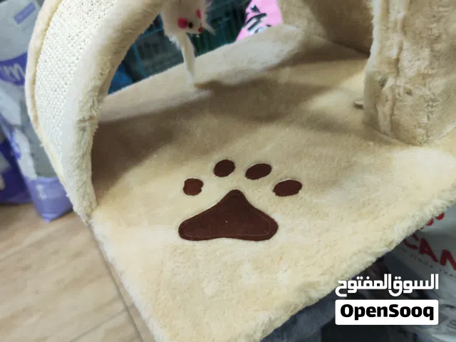 فداشه قطط بيج مميزه مع ثلاث العاب خداشه بالكامل بالاضافه الى فرشه