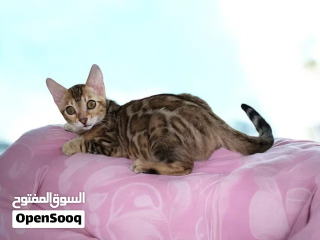 pure bengal kitten