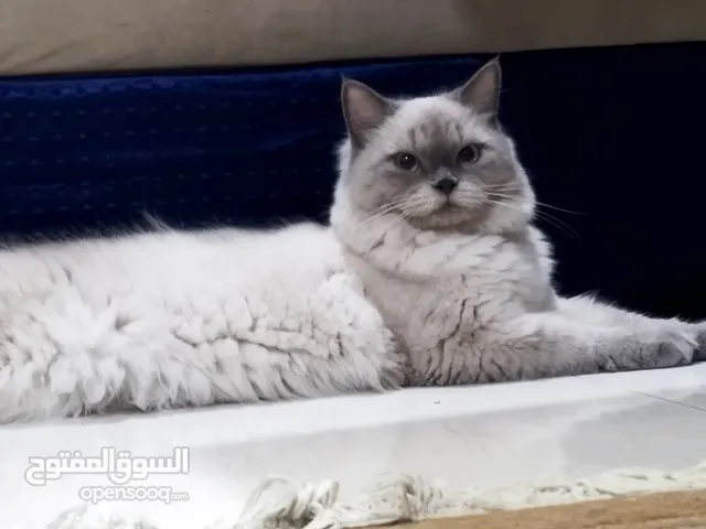 للبيع قط ذكر مطعم