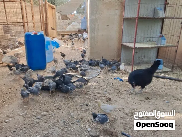 صيصان بلدي عمر  شهر للبيع