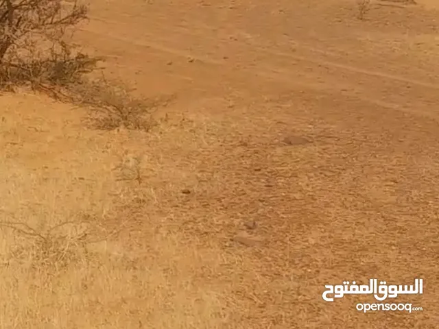 11 فدان في الريف الشمالي الصالحاب قريبه من الظلط