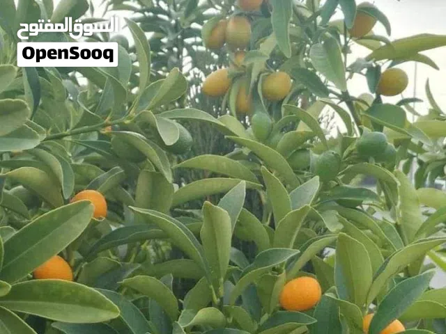 جميع الانواع والاحجام اشجار الزينه والمثمره اشجار مقزم