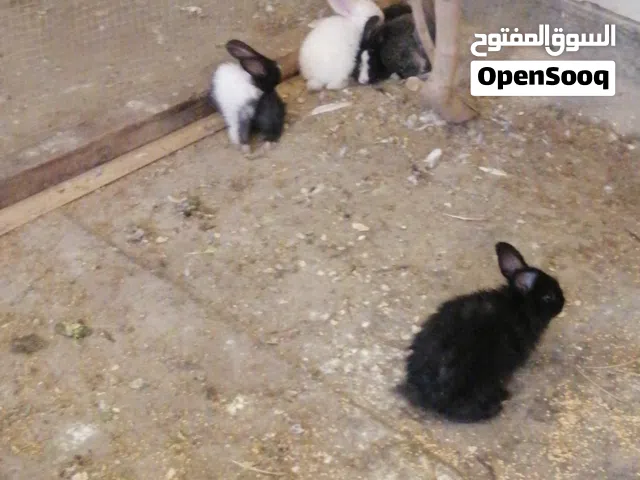 ارانب للبيع