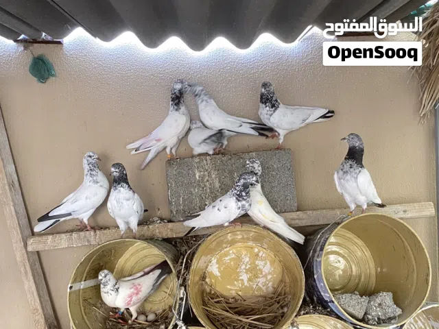 حمام باكستاني العدد 10 منتجات