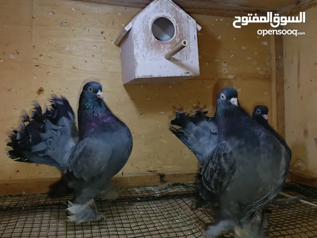 حمام روسي