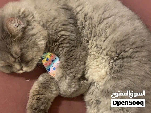 للبيع قطه جميله وهادئه وتحب تلعب