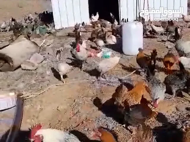 دجاج بلدي بياض