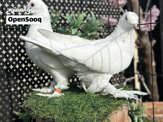 جوز مكويات بيض ماشاءالله نخب اول