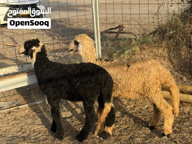 سلام عليكم حملات هنتين بنات 4شهور ونص