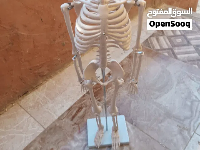 هيكل عظمي لطب البشري والاسنان جميل ينفع تدريس وينفع ديكور