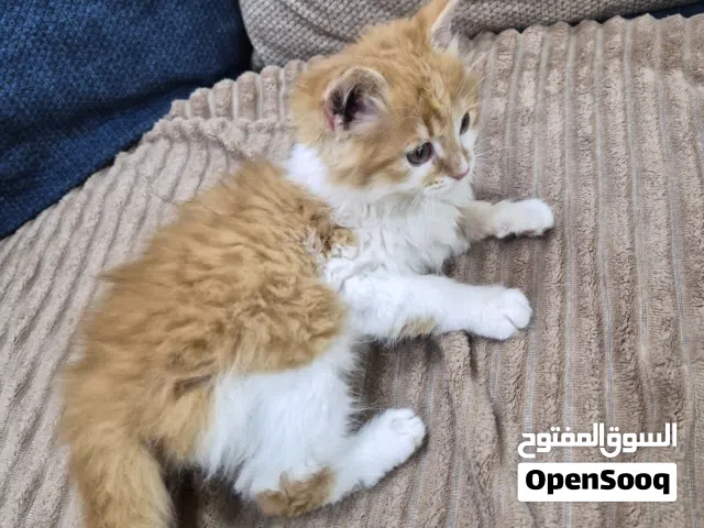 بسة مجانا تبني