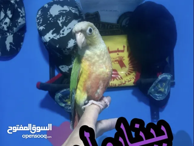 بغبغاء مدرب ومتكلم