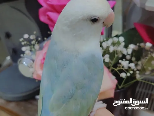 للبيع ببغاء الروز أليف لعوب مغرد حبوب يجنان