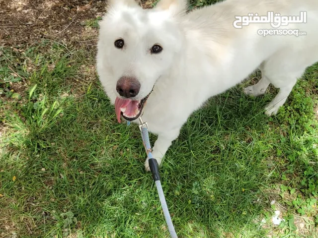 للبيع كلبة سويس شابرد . فصيلة نادرة