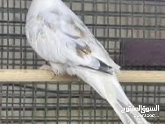 مجموعة ملكي مشجر ابيض خط اول جواهن افراخ وبيض