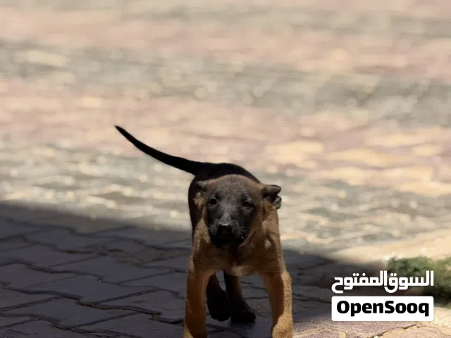 منوه 3 شهور كلاب تبارك الرحمن