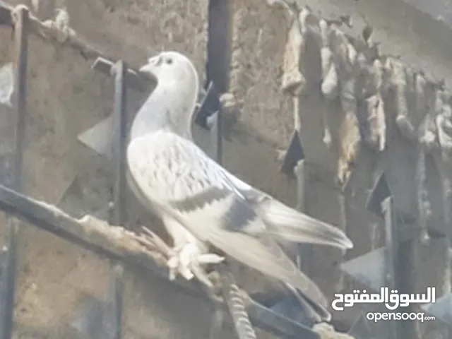 حمام تركي صافي للبيع