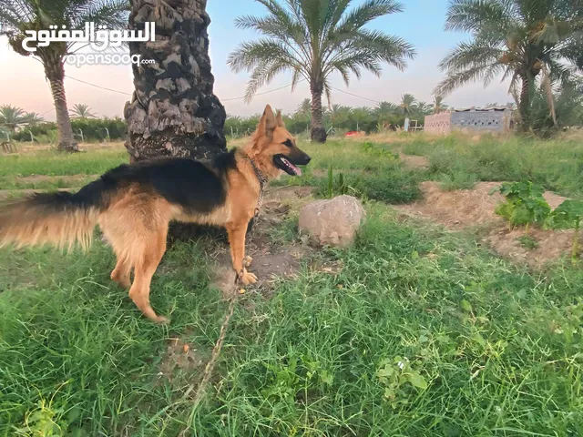 كلب جيرمن انثى للبيع