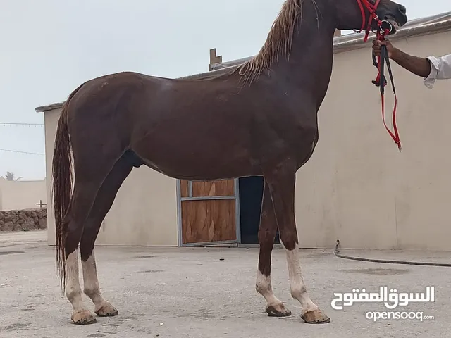 Arabic horse most beautiful horse and riding is very very good