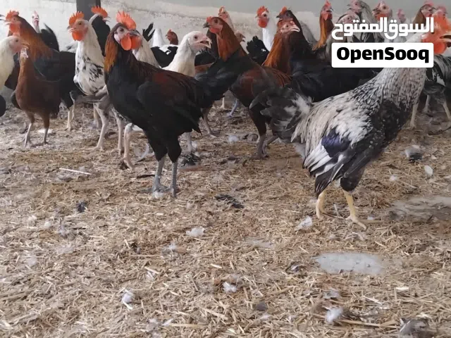 دياكة محلية جاهزة –