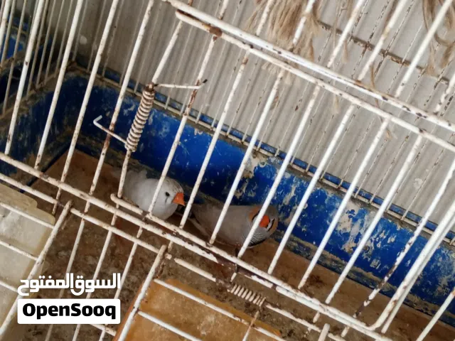 جوز فنقز  شغالات والصلاه النبي