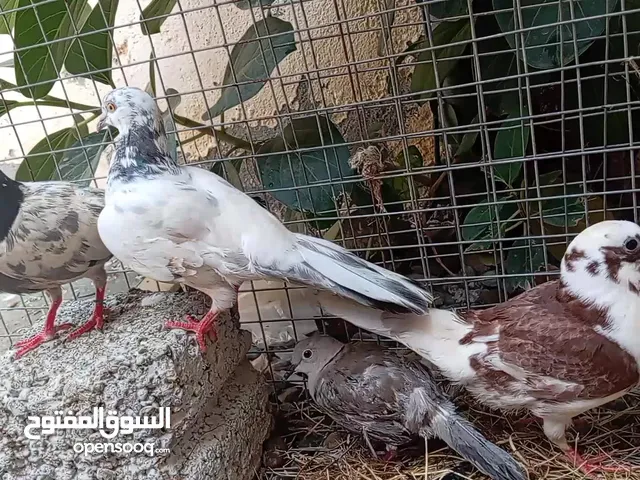 بيع حمام رسائل