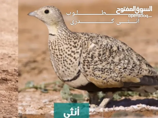 مطلوب قطا أنثى الكدري الجوني للبيع
