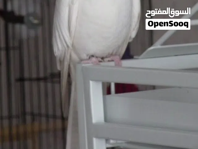 اخوان السلام عليكم مطلوب طيره البين ام عيون الحمر اللي عنده لا يقصر