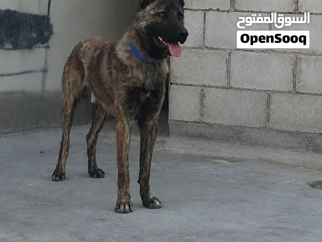كلب دوتش للبيع العمر سنة وشهر مطعم ومعو دفتر مطعيم يعني للحراسة اشي مرتب