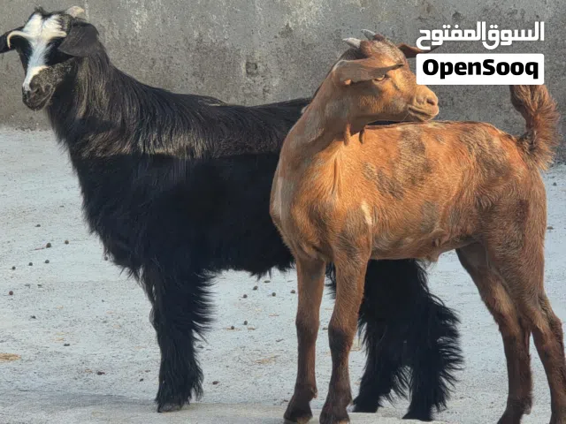 للبيع صخل وصخلة حلال طيب ماشاء الله فرصه الي يدور شي زين ماعليهن كلام فول سمنة حق ذباح او تربية
