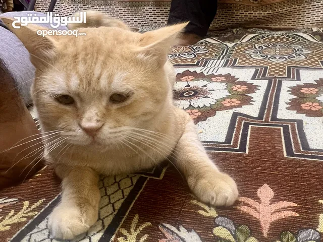 Scottish Fold Cat for adoption