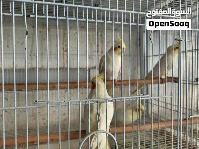 متوفر كوكتيلات صفران( لاتينو) جاهزين للإنتاج