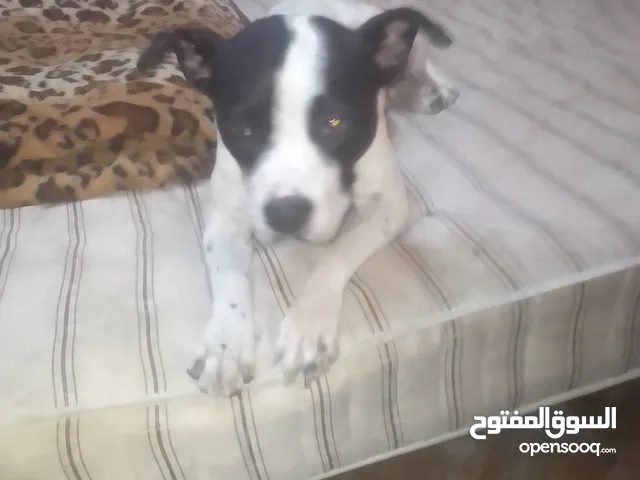 بيتبول تيلر امريكي