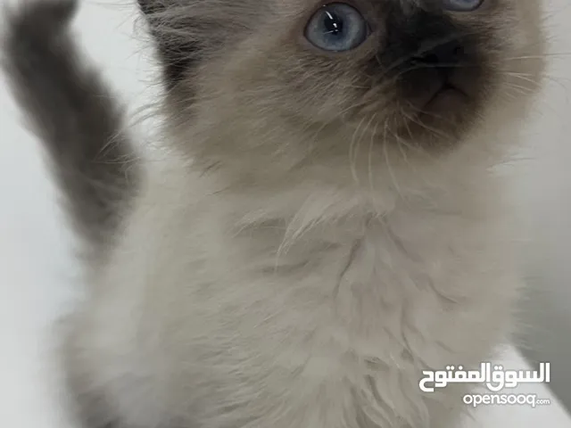 5 كيتن للبيع
