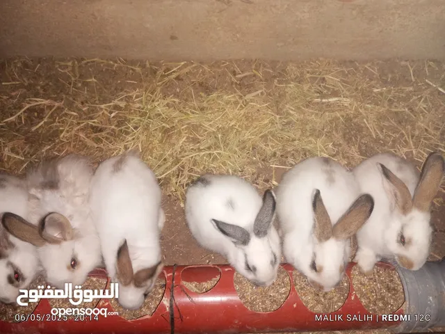 أرانب للبيع عمر شهرين ونص
