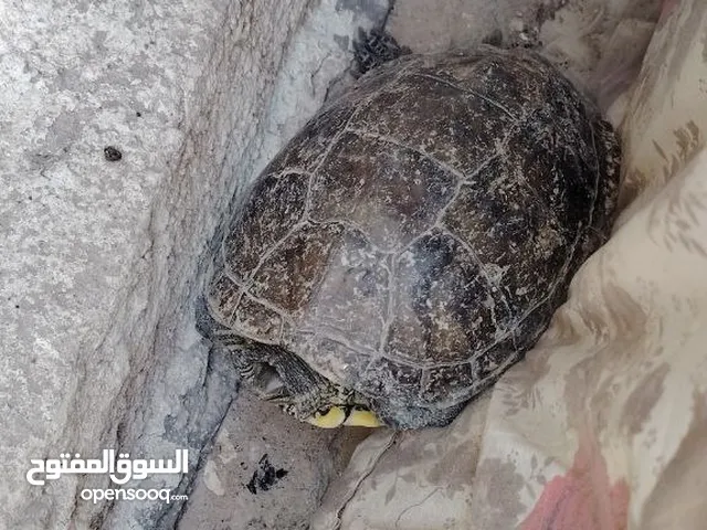 سلحفاة نثية عمر خمس سنوات