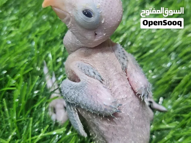 فرخ الدره الهندي