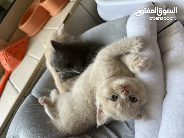 Gold British shorthair male kitten