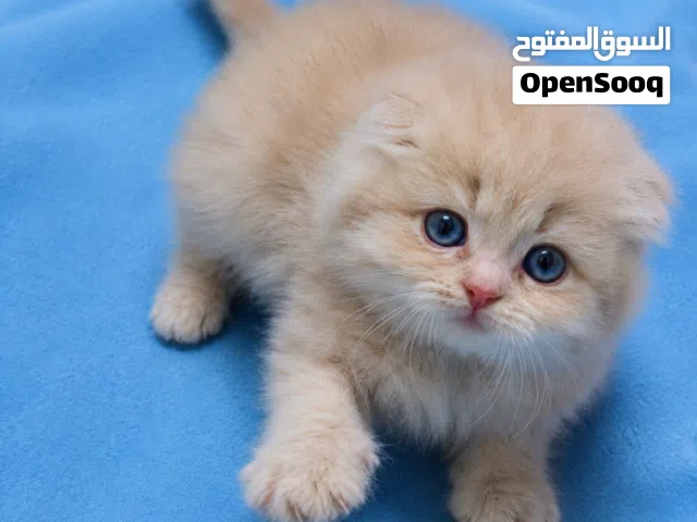 تبارك الرحمن كتن سكوتش قولدين بسعر مناسب جدا شورت هير جمجمه عريضه صحه ممتازه ما شاء الله.