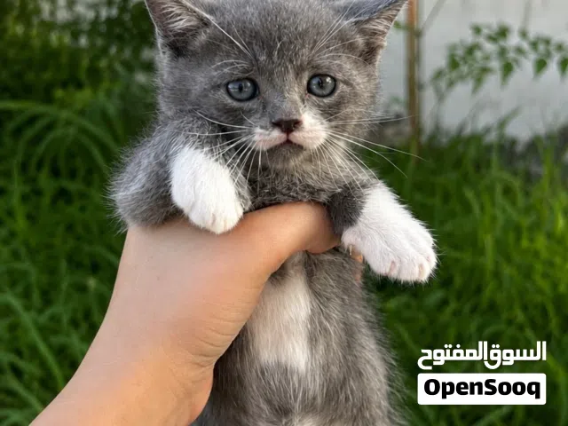 قط صغير للبيع
