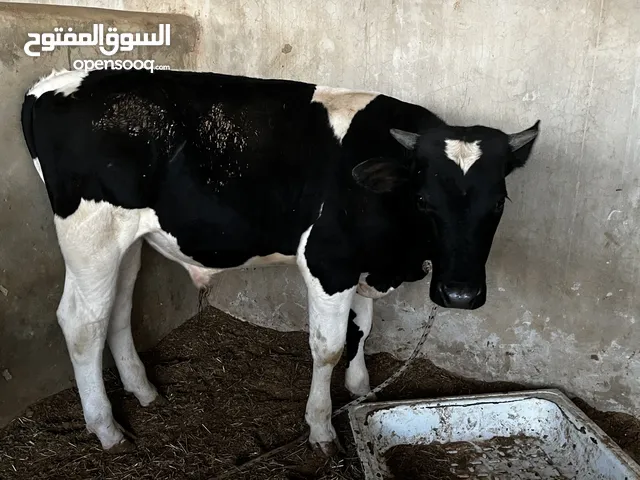 ثلاثه عجول ربي يبارك للبيع