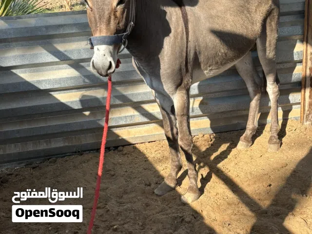 حمار بلدي عمره سنتين