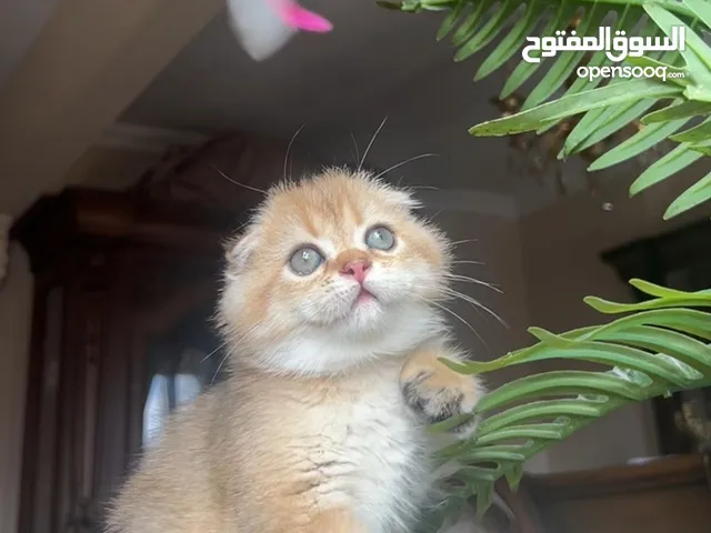Scottish fold registered parents and imported from Russia