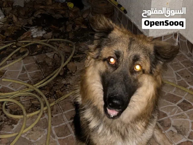 جيرمن ذكر دمه حار و لعوب ينفع للحراسة وماخذ كل التطعيمات