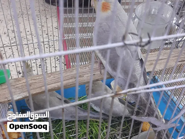 طير كوكتيل نضيفات عمر تقريباً 3 اشهر لون حلو وجميل