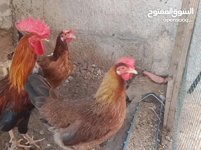 دجاجتين وديج كويتيات بياضات