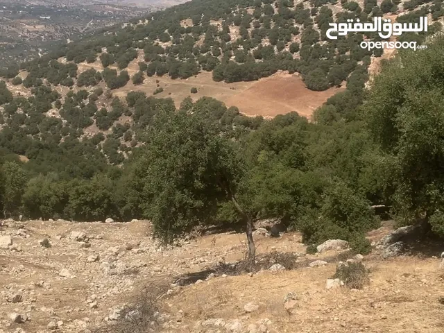 قطعه ارض مميزه الزعتري السلط