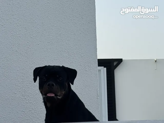 روت وايلر انثى