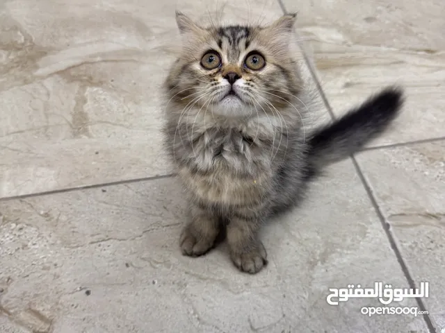 قطه سيبيري